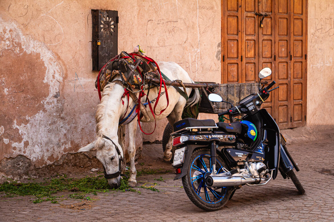 4 pattes ou 2 roues ?