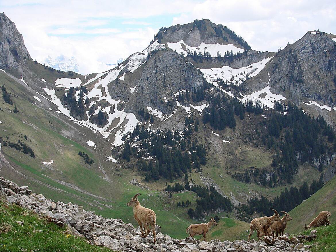 Avides d'herbe tendre