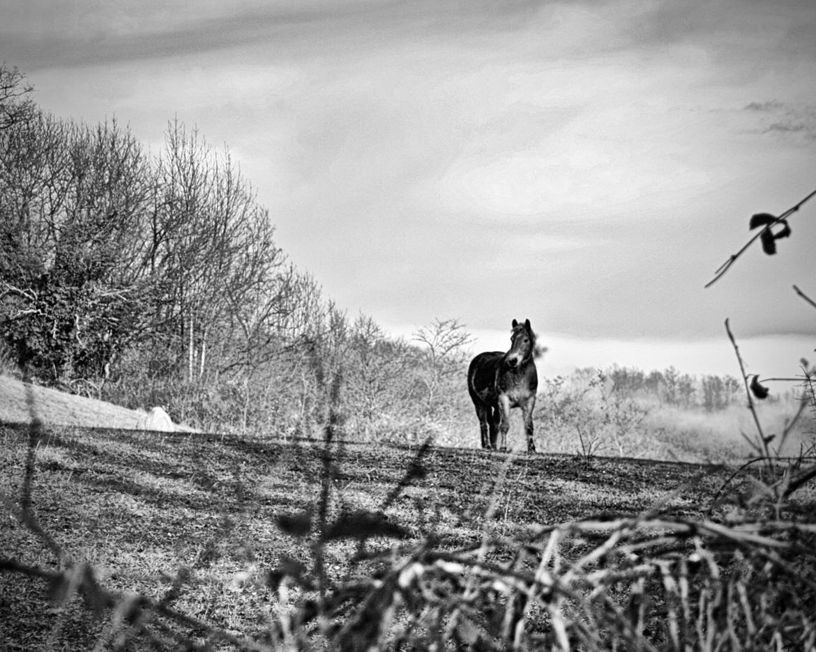 Les chevaux de PierreBrune.