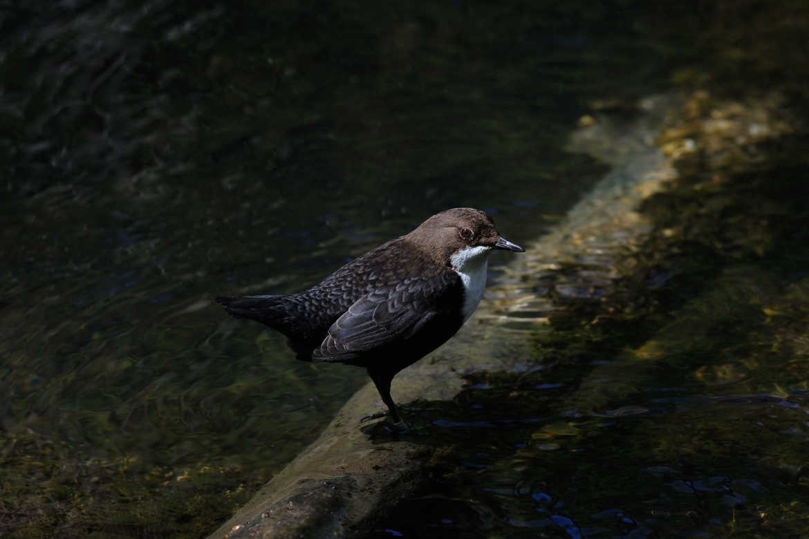 Au bord de ma rivière