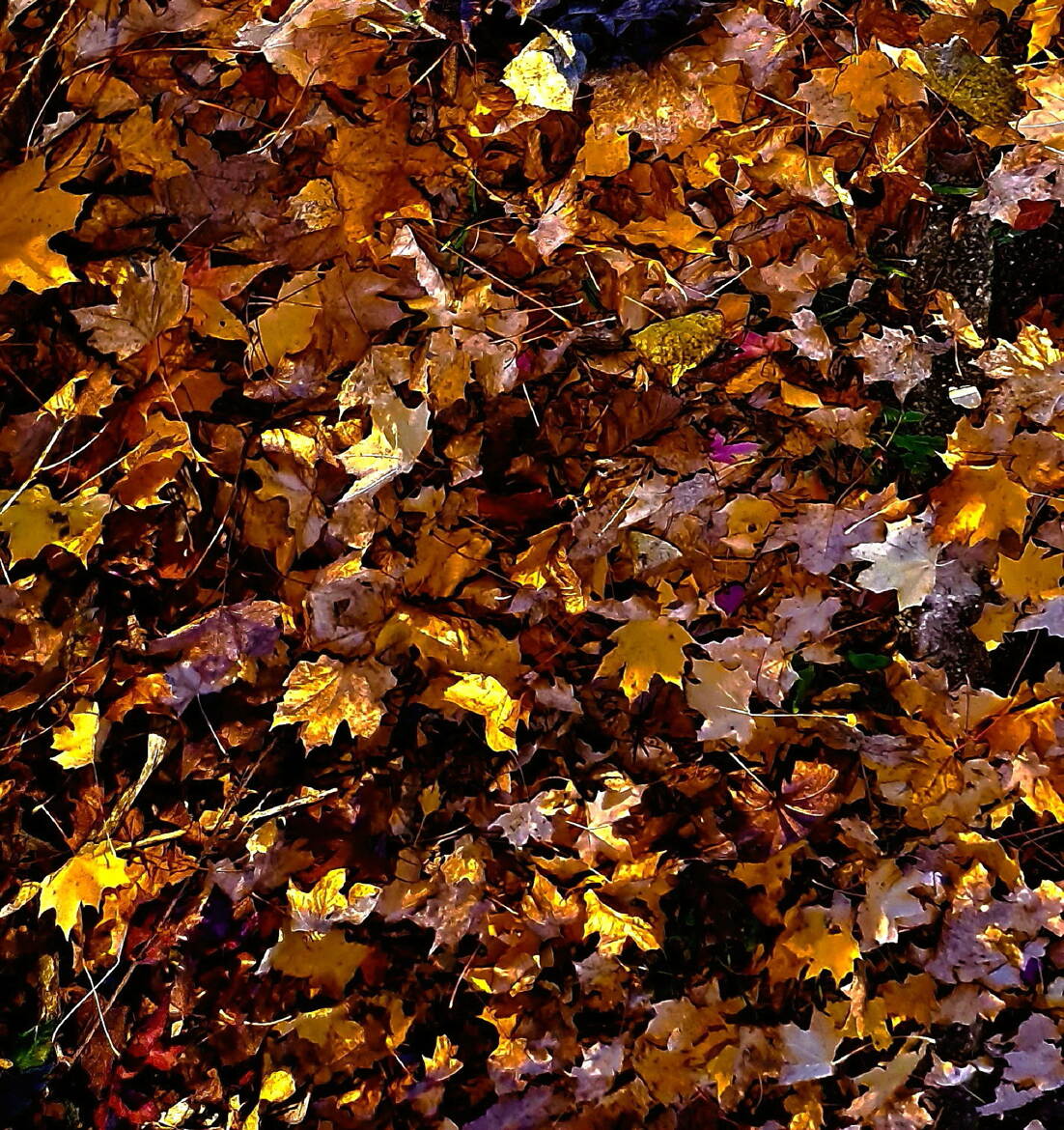 Quand les feuilles s'entremêlent