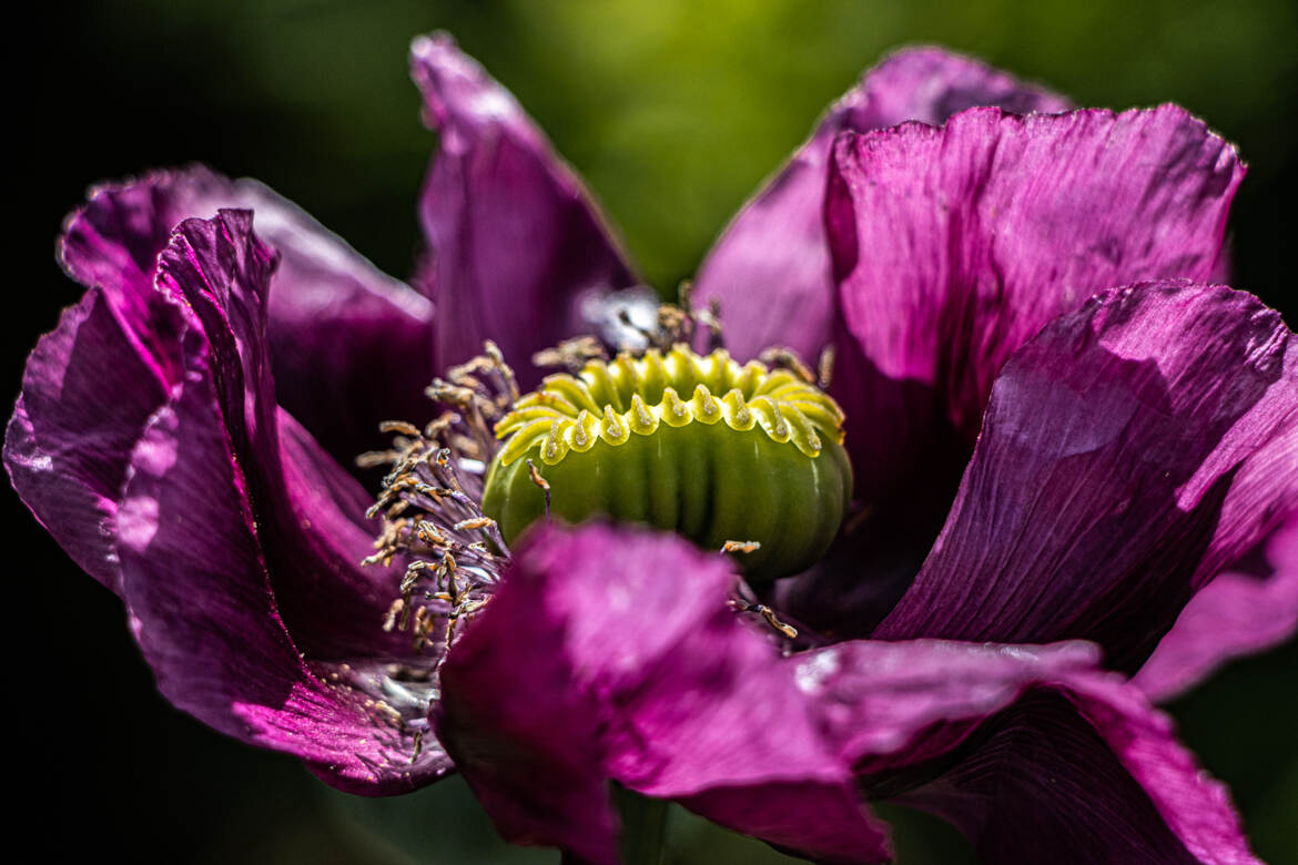 coeur en O ouvert