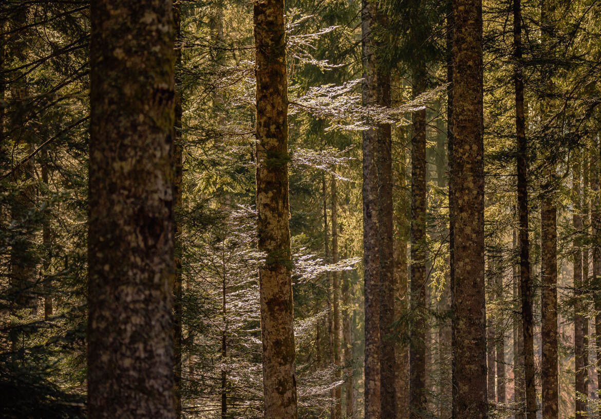 Lumière dans les sapins