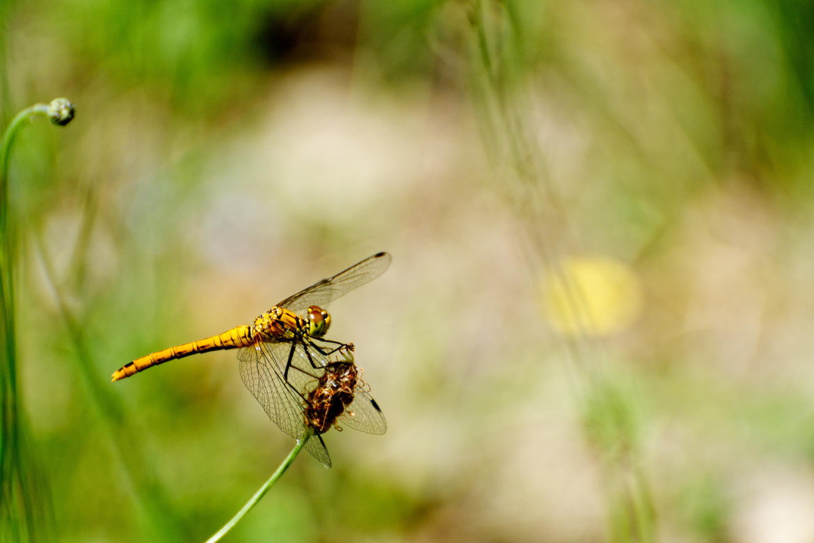 Sympetrum