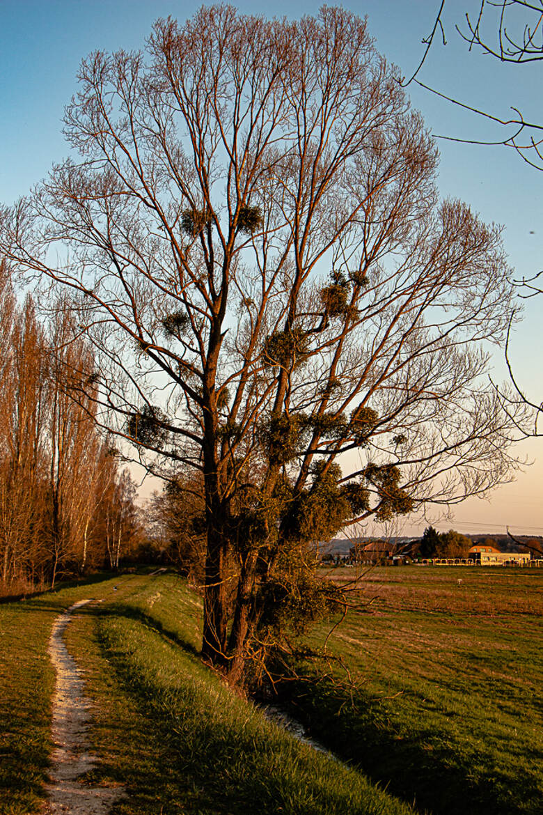 l'arbre décoré