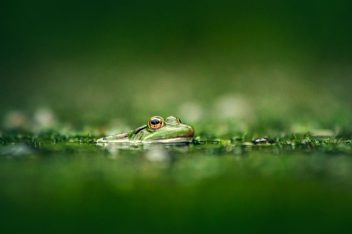 La mare aux grenouilles