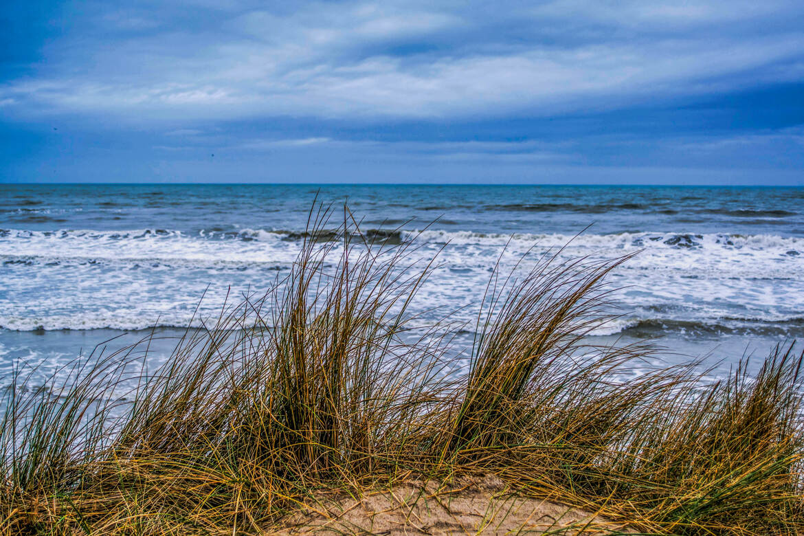 Les Dunes et ses Oyats