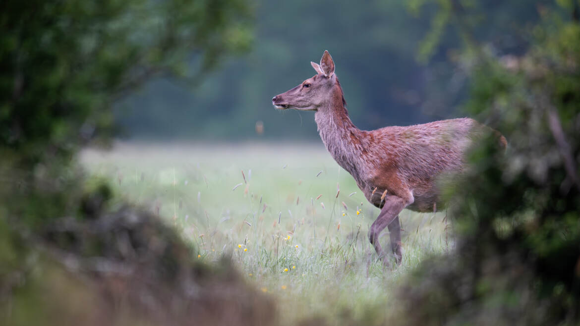 Une trouée dans les buissons