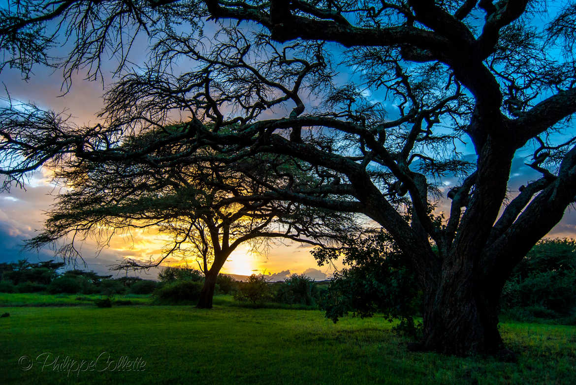 Acacias au coucher de soleil