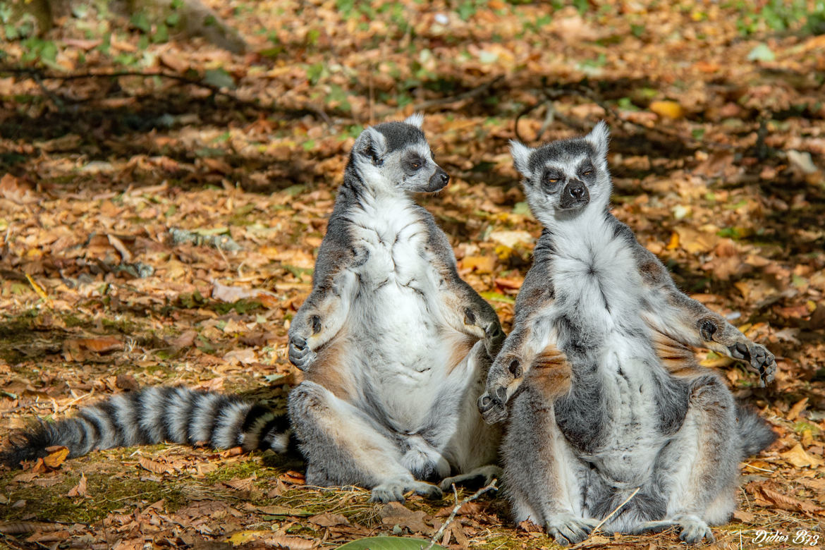 La Vallée des Singes 2