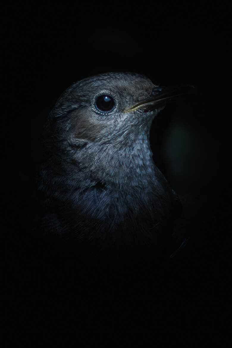 Portrait de Rouge queue noir