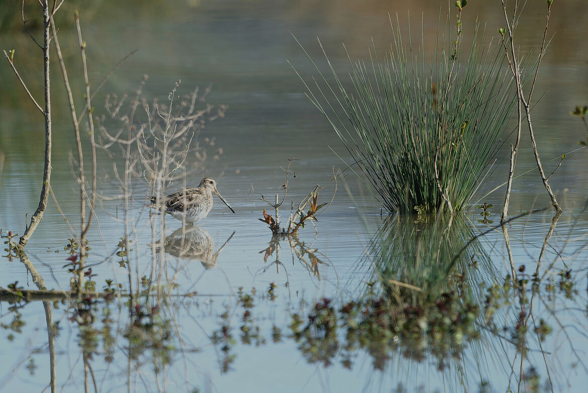 Miroir, mon beau miroir