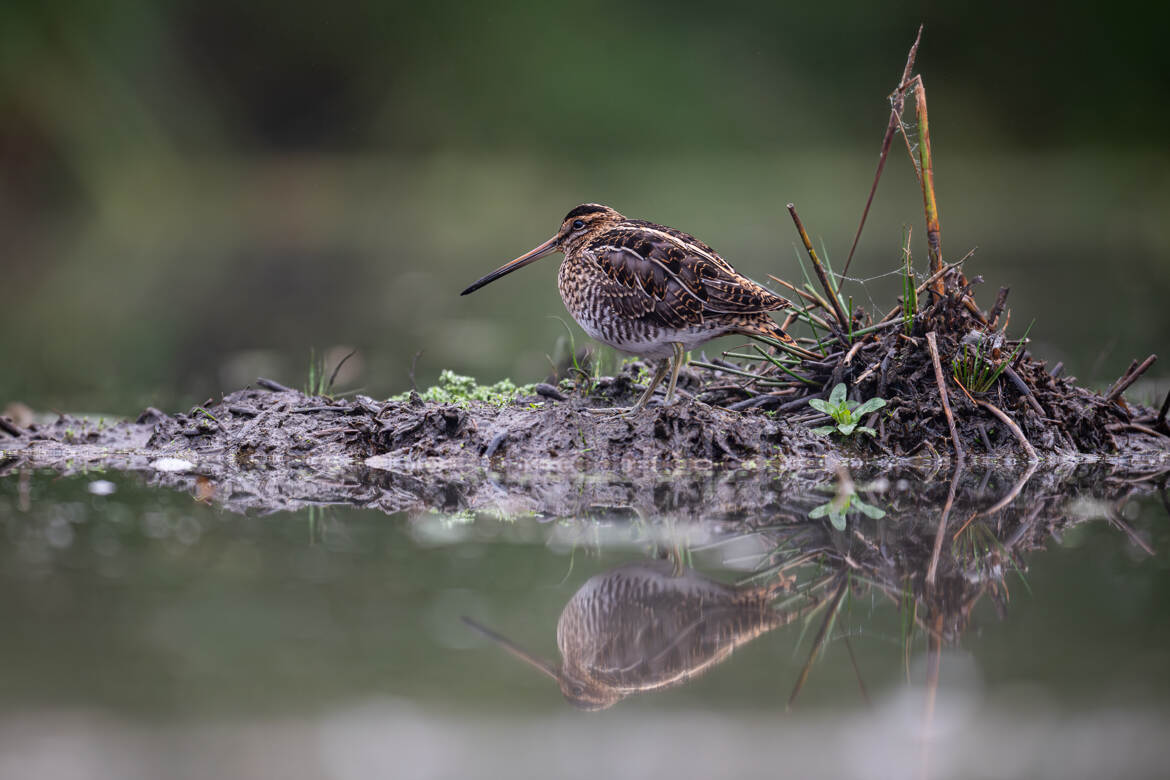 Bécassine sur son île