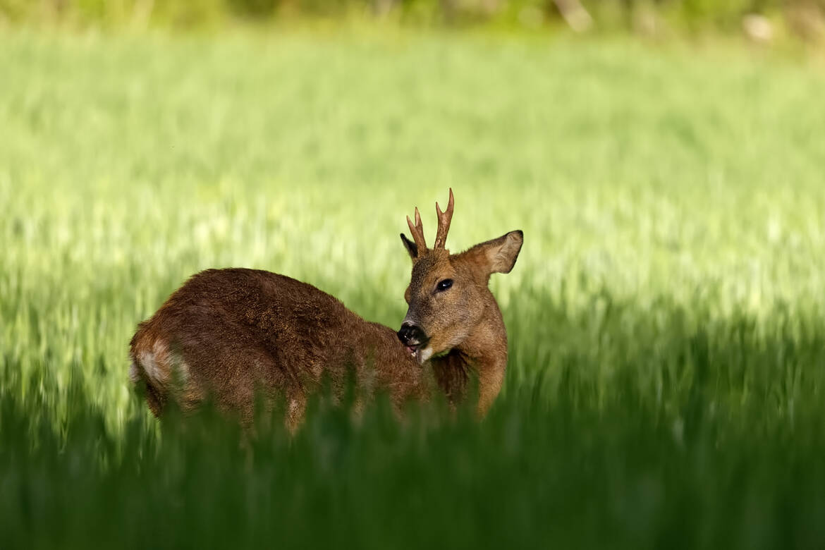 Je m'aime mon dédé