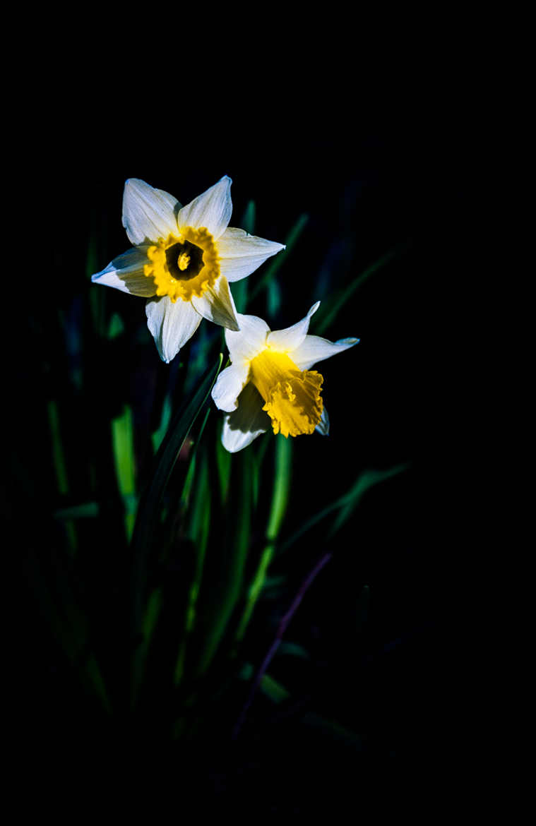 Jonquilles des bois