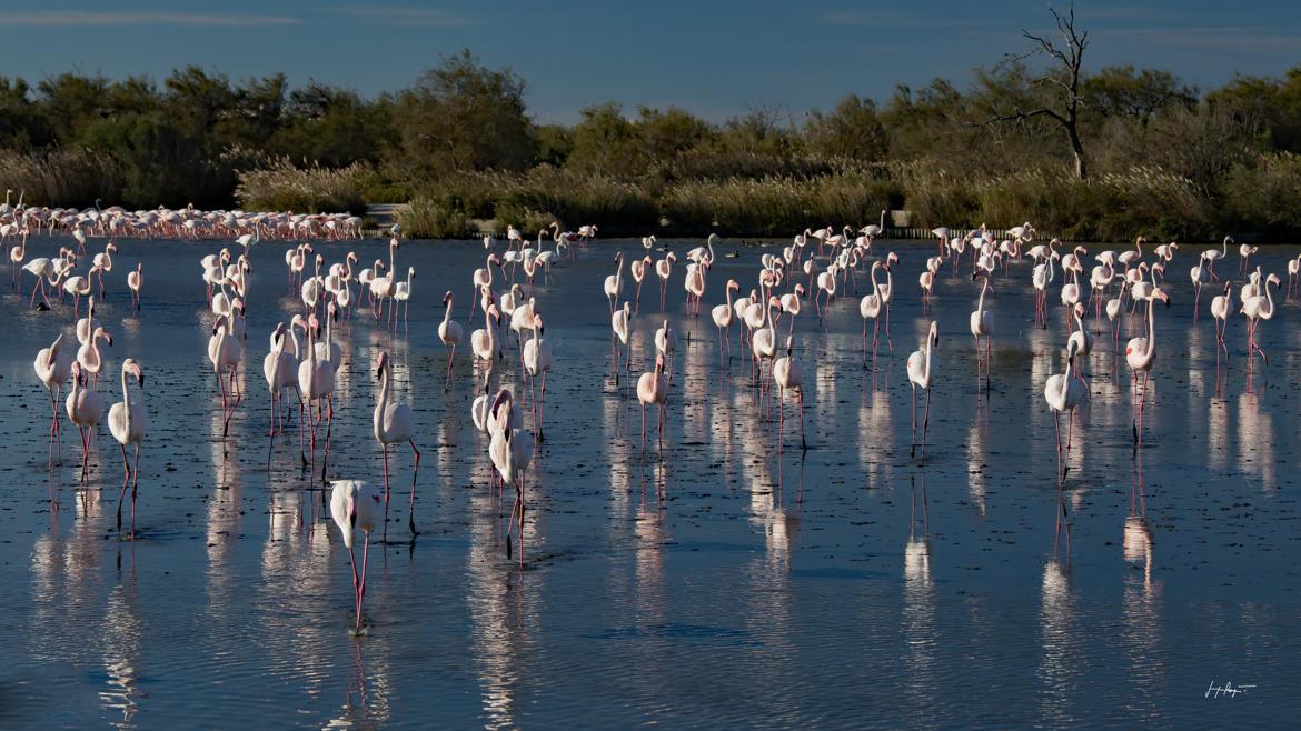 Les flamants roses