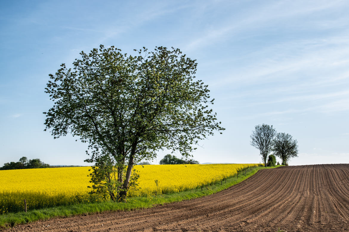 Dans les champs