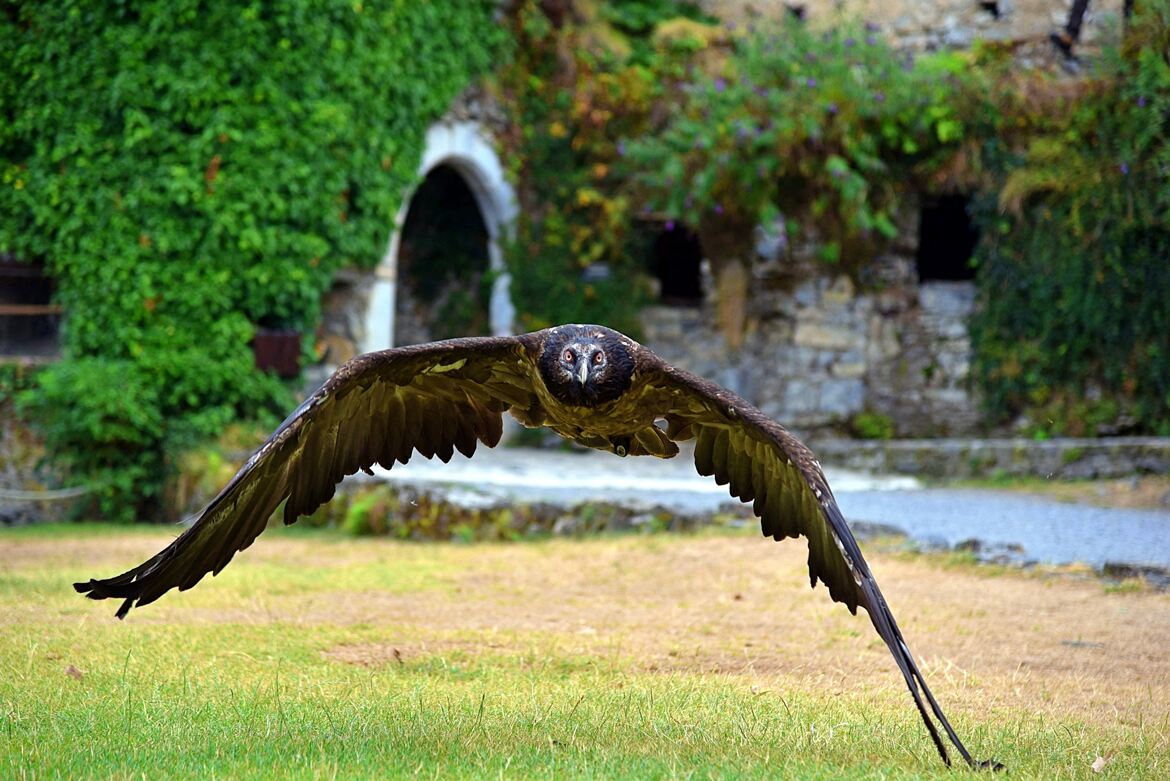 Le vol rasant du Gypaète barbu au regard perçant.