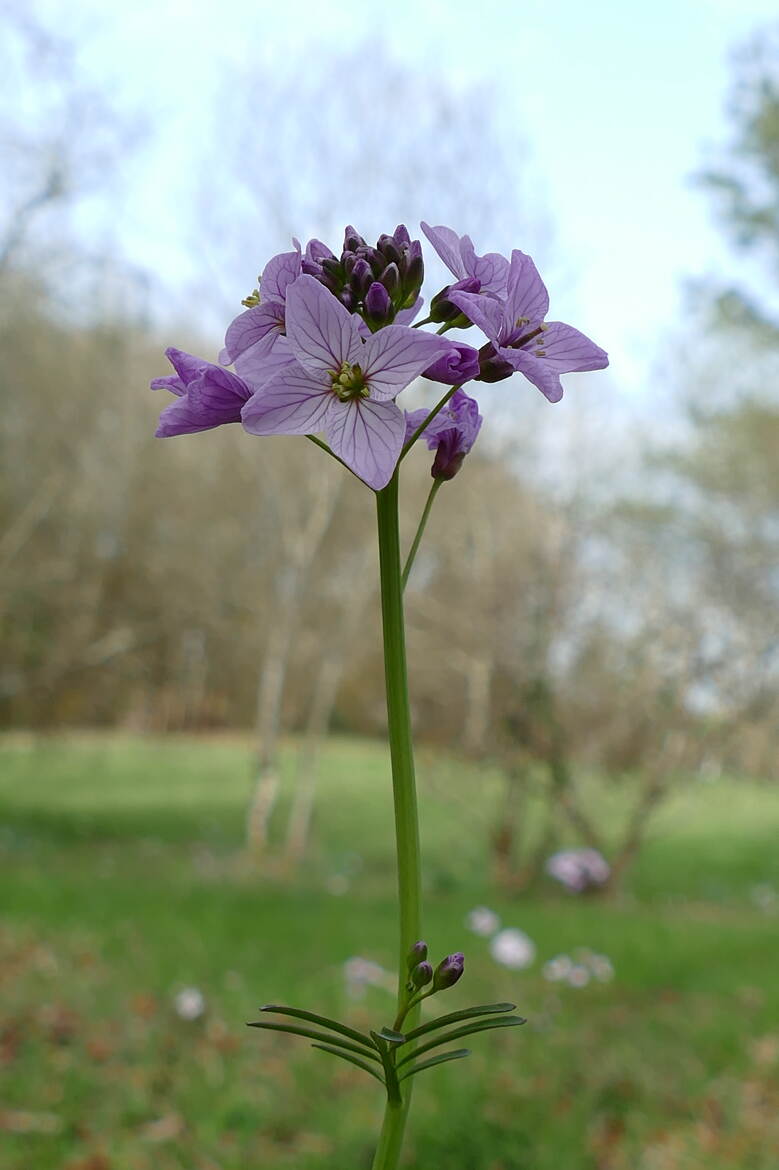 Sauvagement jolies...