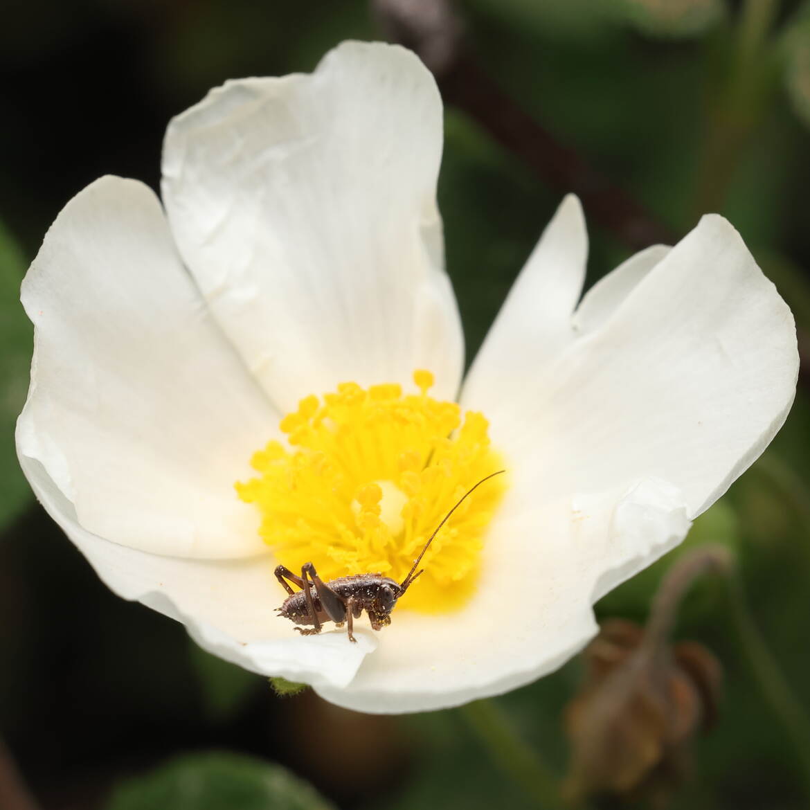 Grillon dans fleur blanche