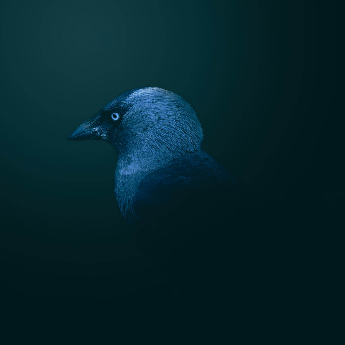 Chouca façon Mankeyfoto