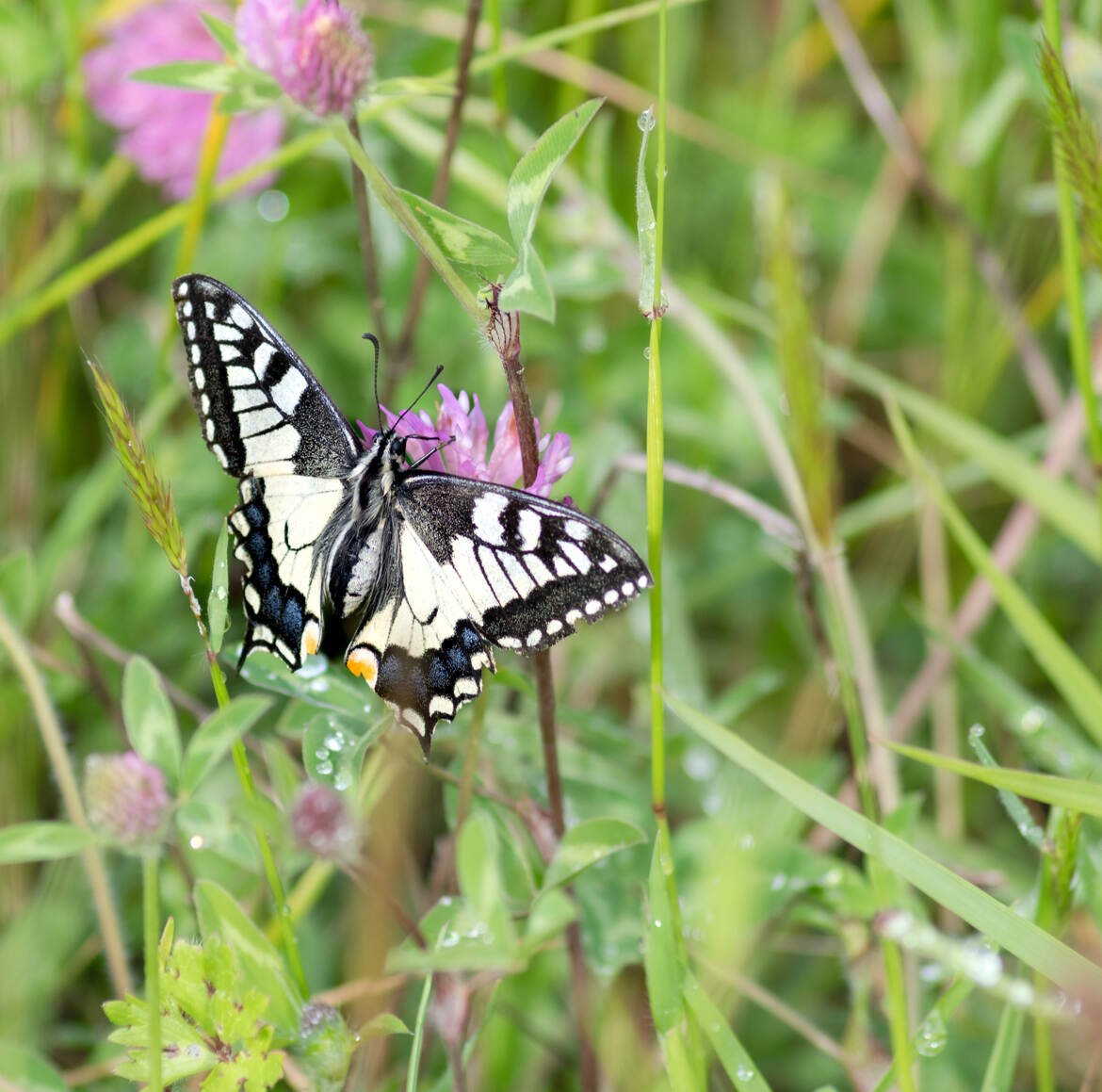 Machaon au réveil