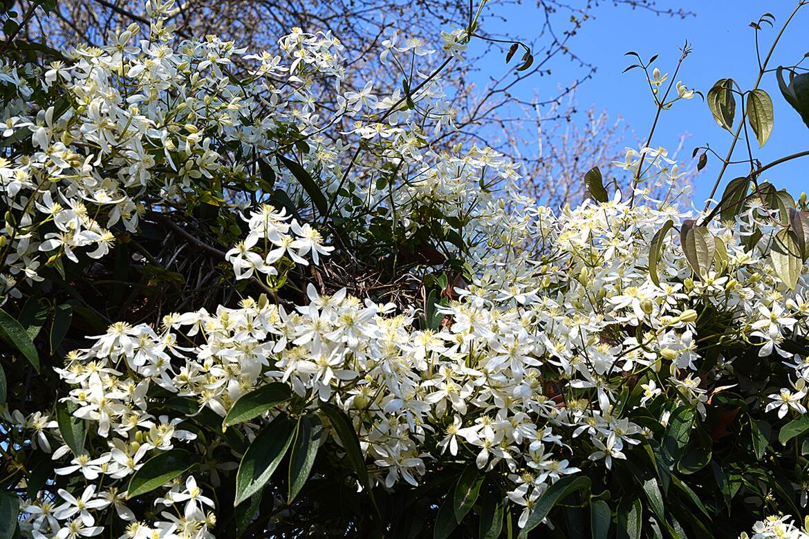 Rivière de printemps...