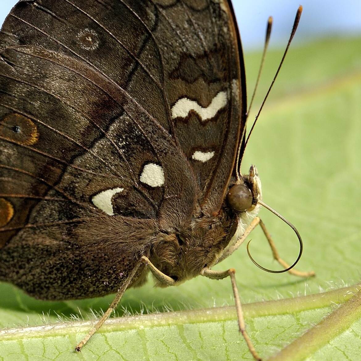 Le Grand Mars changeant (Apatura iris)