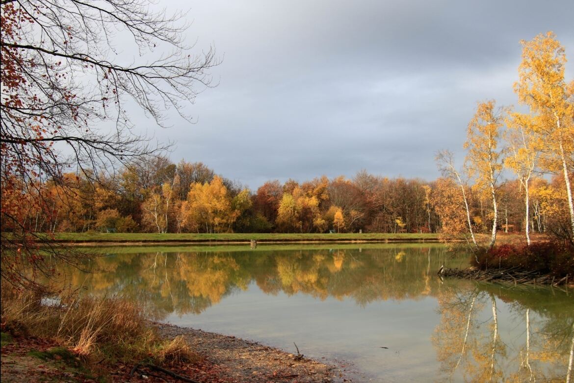 L'étang des essarts