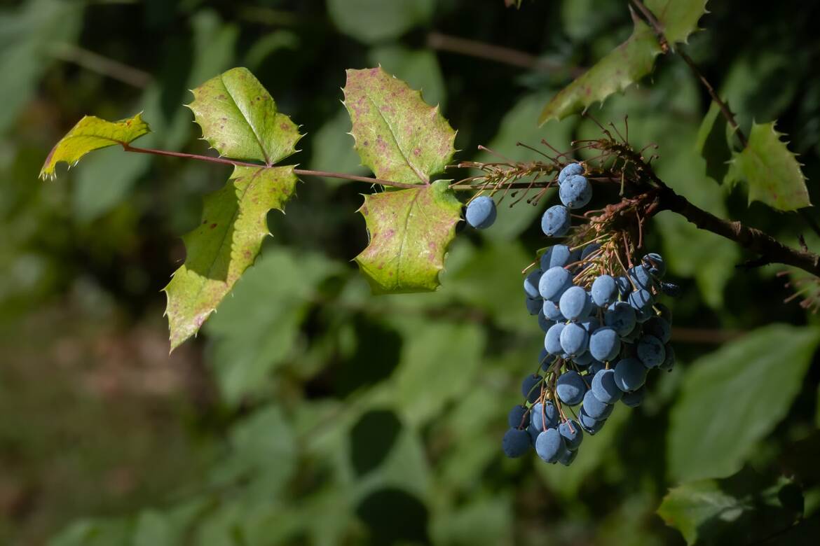 Mahonia faux-houx