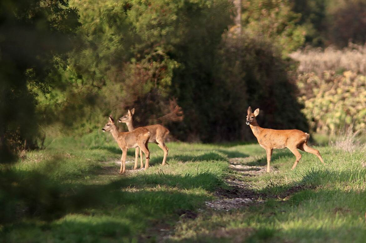 Trio de chevrettes