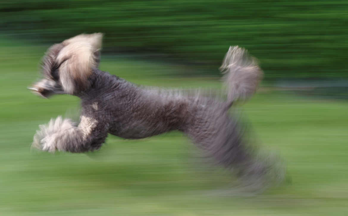 Speed PUDEL POODLE CANICHE