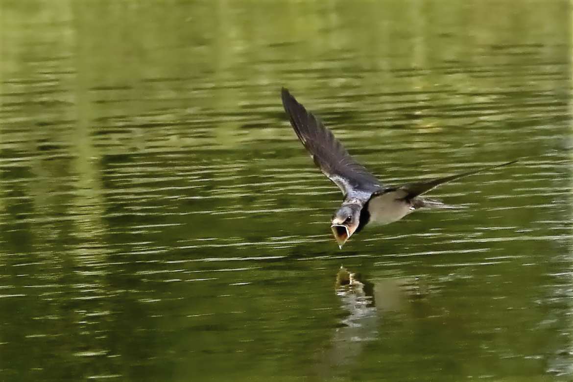 L'hirondelle en chasse