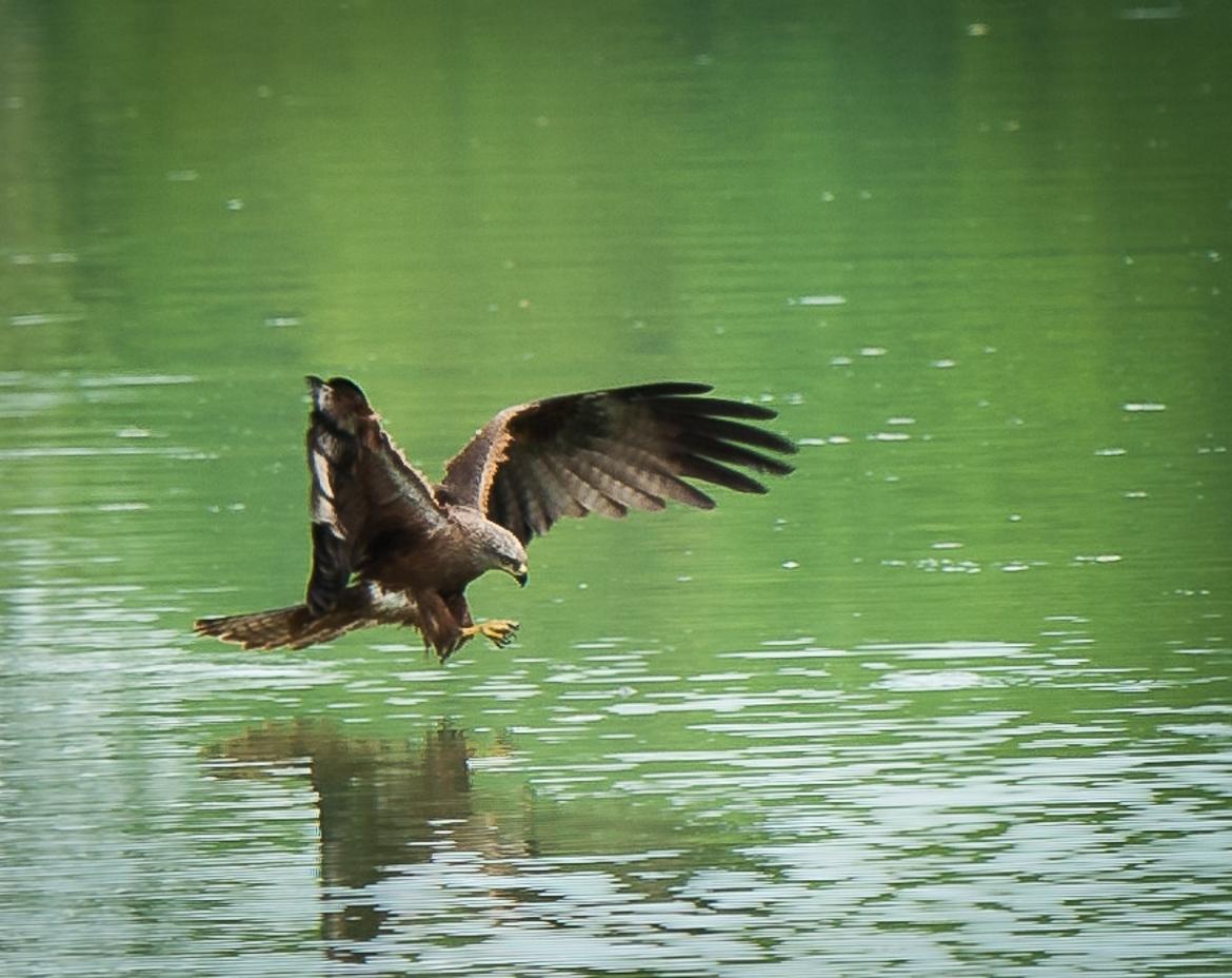 Balbuzard pêcheur