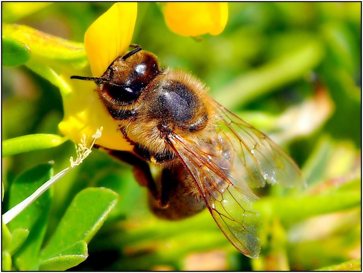 Acrobatie d'abeille