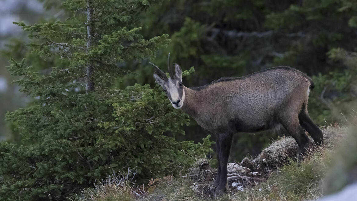 Chamois de Chartreuse