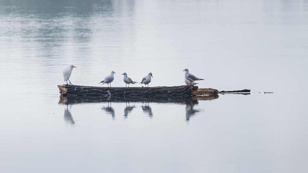 Radeau des oiseaux sur la Saône