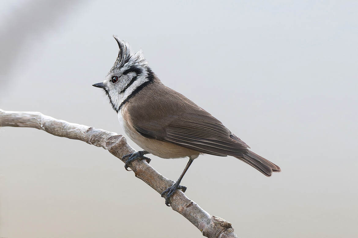 Echevelée ? Mésange huppée