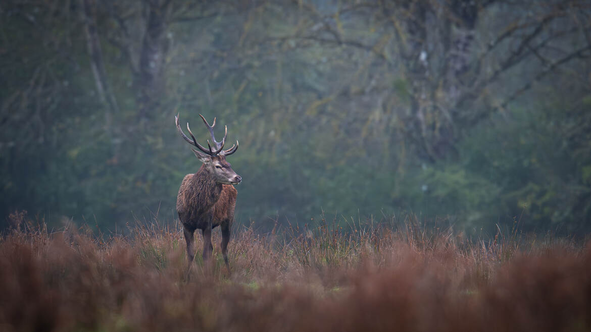 Cerf d'automne