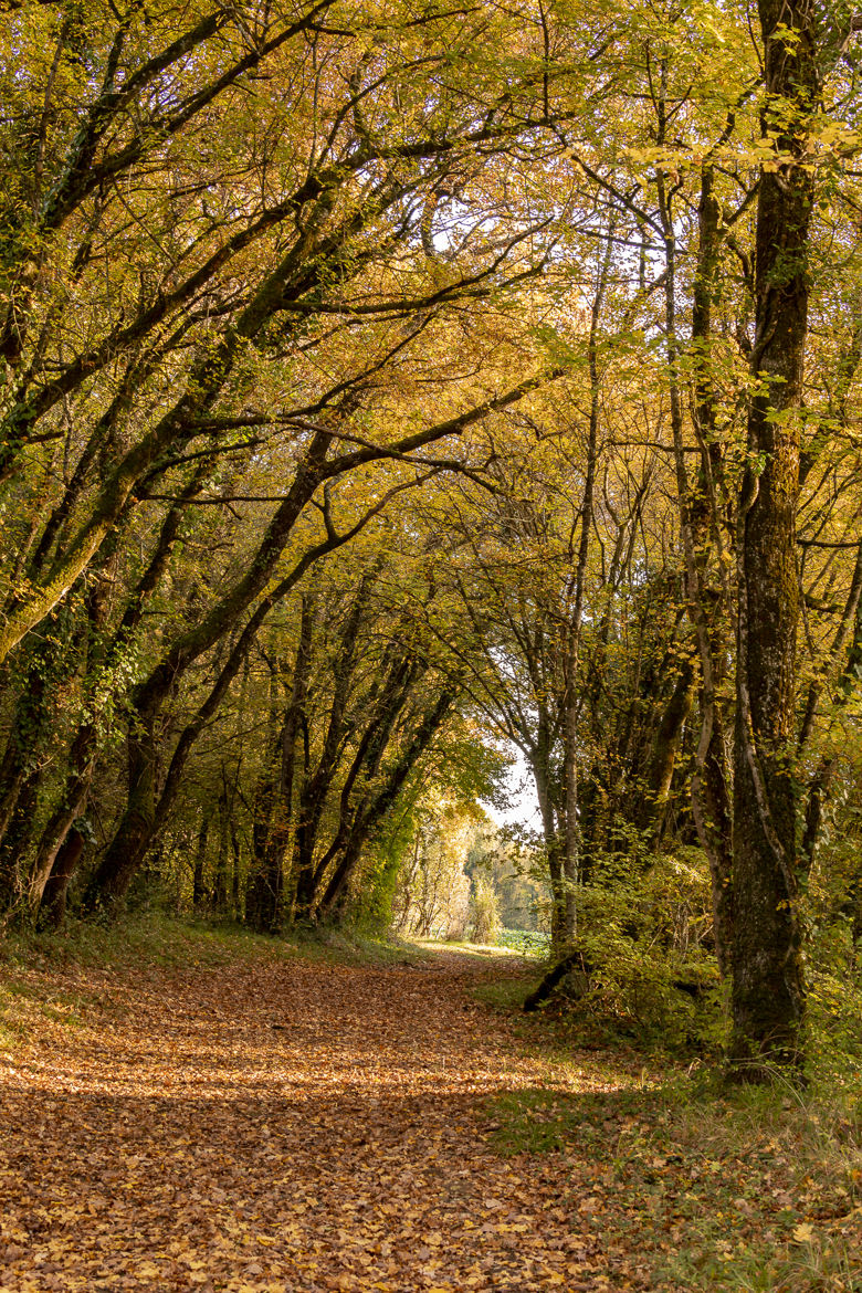 Sous bois II