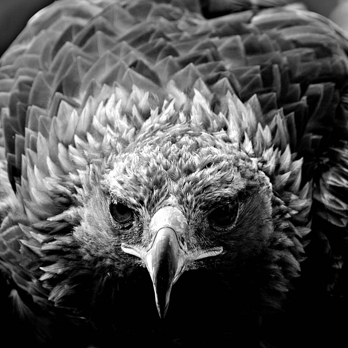 Rapace au carré N&B