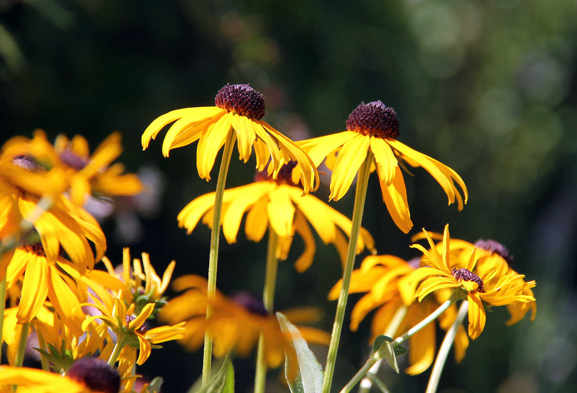 Fleurs "Rudbeckia"