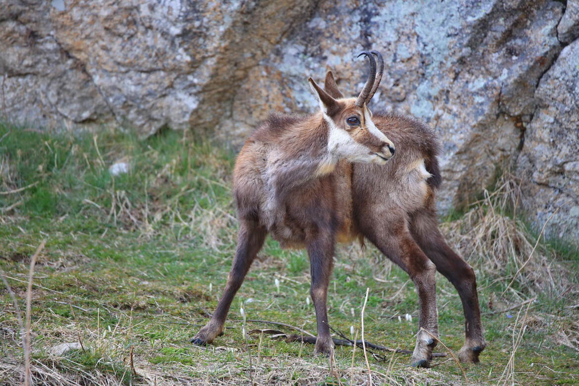 Je suis un véritable remonte-pentes !
