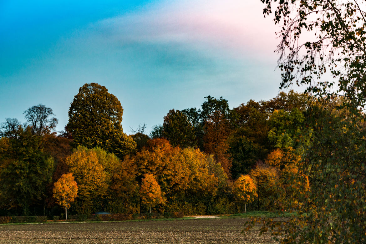 bel automne sous ciels rosé