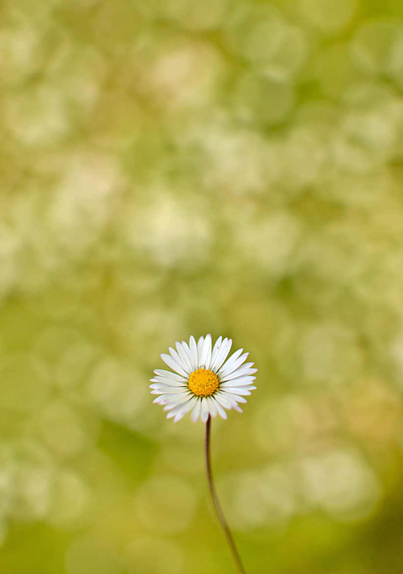 petit tableau floral