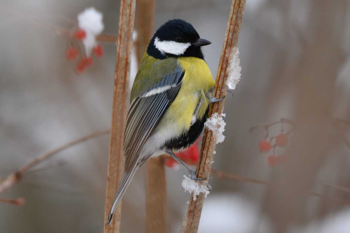 Mésange en hiver