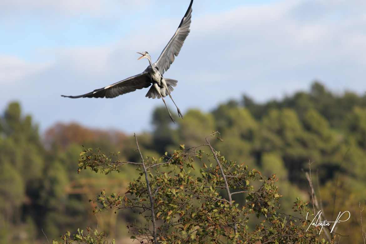 L'envol du Héron