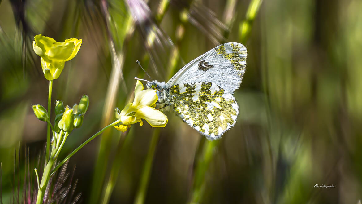 papillon du jour : amour