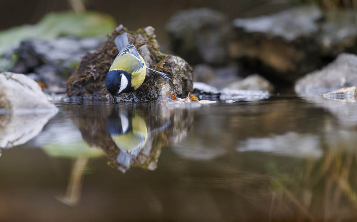 Cabaret à oiseaux