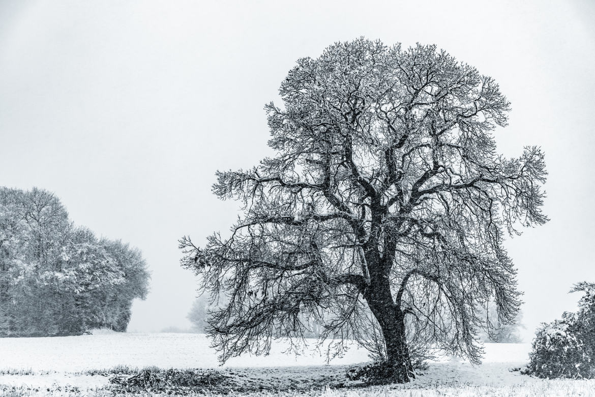 L'arbre enneigé
